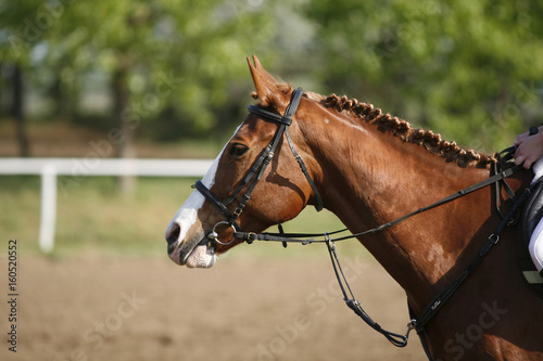 Side view head shot of a beautiful show jumper horse in action © acceptfoto