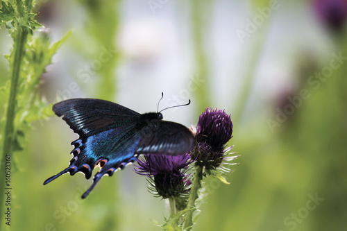 Butterfly Papilio maackii Menetries on a flower of a thistle photo