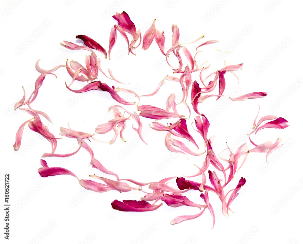 Pink peon petals scattered on the table