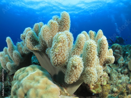  沖縄離島ダイビング サンゴが美しい海中の絶景 