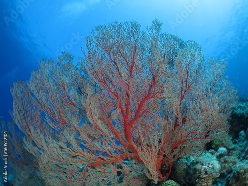 海中の宝石、美しいサンゴのある風景 オオイソバナ ワイドマクロ 沖縄離島ダイビング