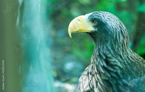 Adler im Tiergarten Nürnberg, Deutschland photo