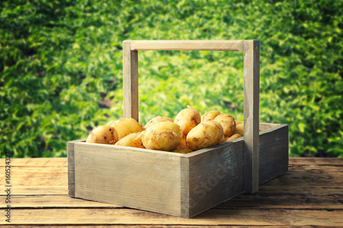 Fresh potatoes in crate on wooden table and field with plants on background