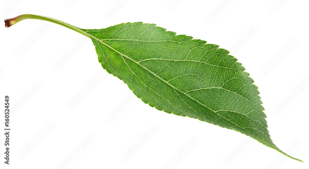 Fototapeta premium Single green apple leaf isolated on white background