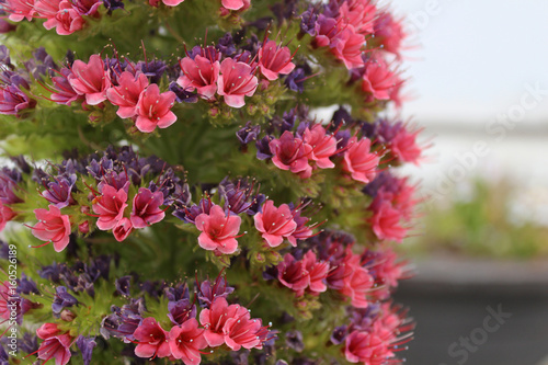 Tajinaste rojo, Echium wildpretii photo