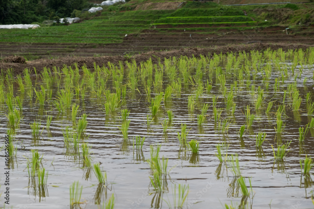Obraz premium Rice field on mountain view.