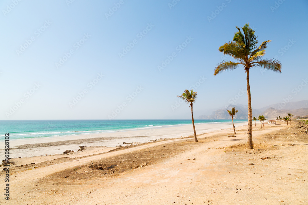 in oman arabic sea palm the hill near sandy beach sky and mountain in oman arabic sea palm the hill near sandy beach sky and mountain