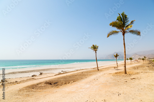 in oman arabic sea palm the hill near sandy beach sky and mountain