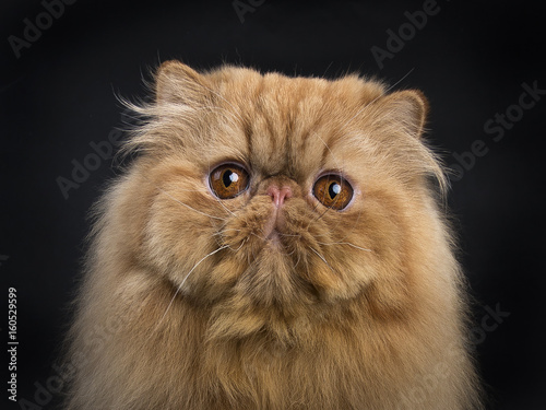 Head shot of red Persian cat sitting isolated on black background and looking straight in camera photo