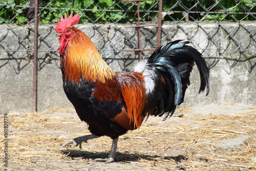 Beautiful rooster in a farm yard