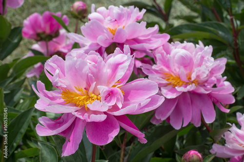  pink peony grows on a flower bed