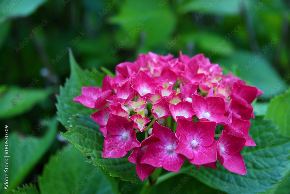 三室戸寺の紫陽花 三室戸寺の紫陽花