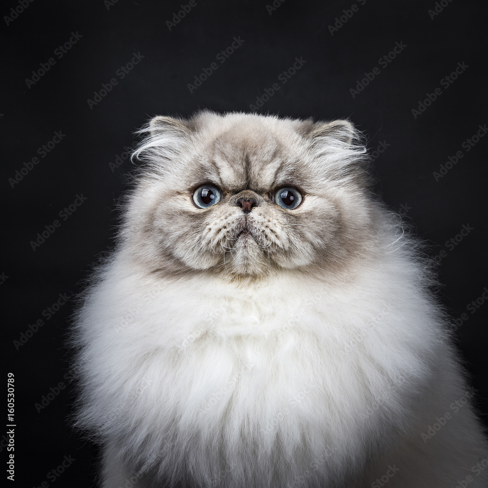 Head shot of tabby point Persian cat sitting isolated on black background