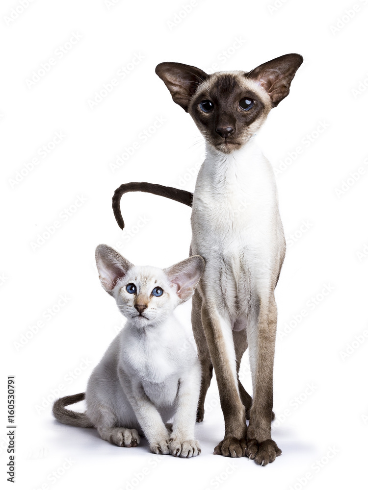 standing Siamese adult cat with kitten sitting next to it isolated on white background
