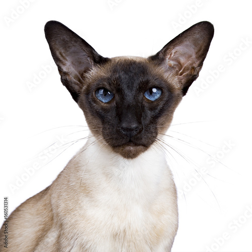 Fototapeta Head shot of siamese cat sitting isolated on wite background