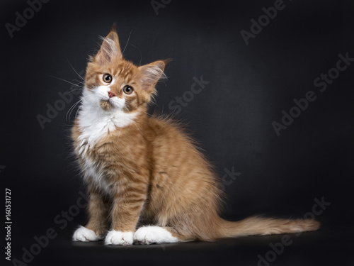 Red tabby with white Maine Coon kitten (Orchidvalley) sitting side ways isolated on black background photo