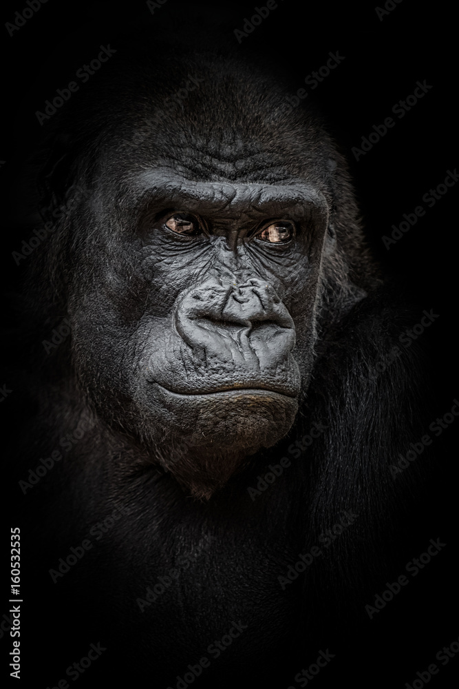 Obraz premium Gorilla