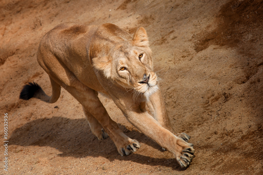 Fototapeta premium Lion