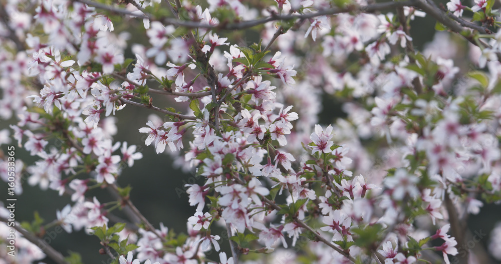prunus incisa sakura in bloom