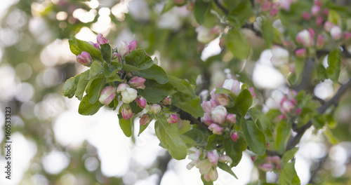 closeup of white and pink flowers on apple tree in sunny day