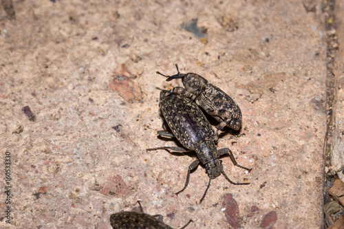 Grey snout beetle (curculionidae), Kruger National Park, South Africa photo