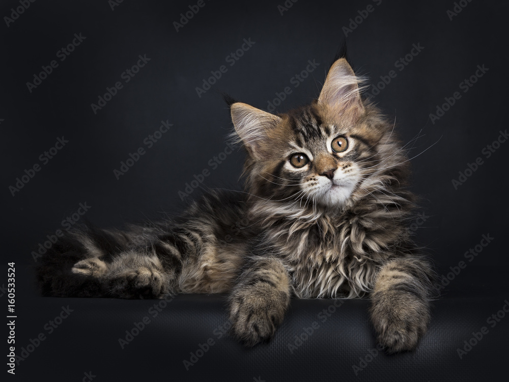 verwerken Uittreksel Medic Black tabby Maine Coon kitten (Orchidvalley) laying isolated on black  background looking at camera Stock Photo | Adobe Stock