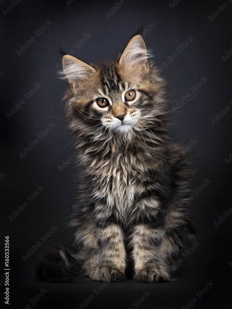 Aanvrager Bij zonsopgang Grootste Black tabby Maine Coon kitten (Orchidvalley) sitting isolated on black  background Stock Photo | Adobe Stock