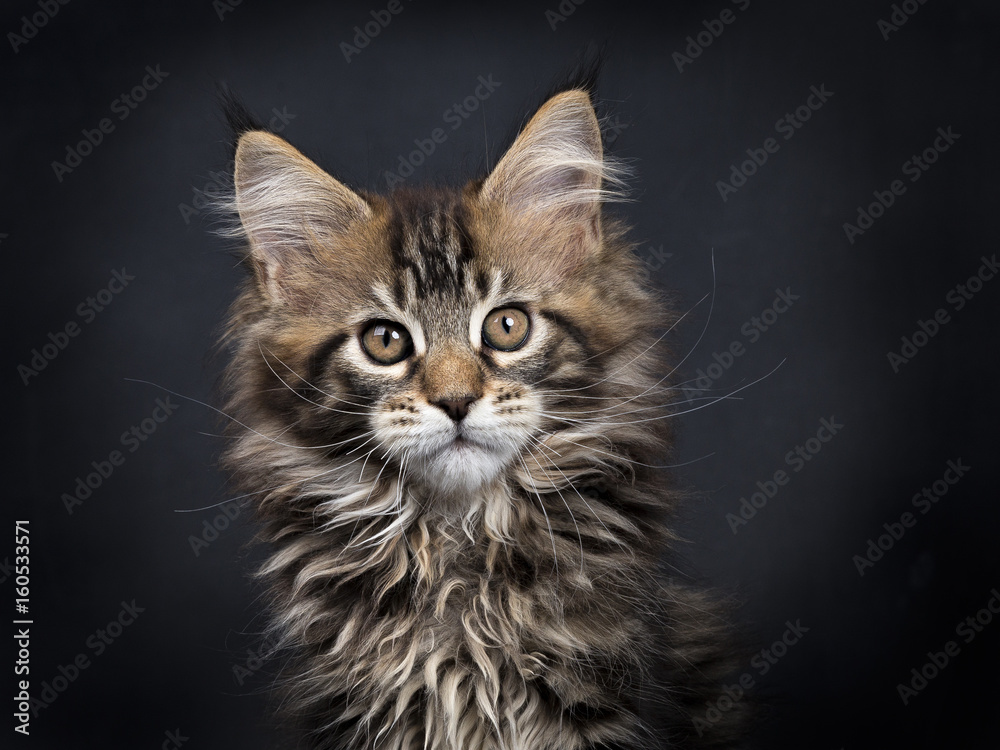 Head shot of black tabby Maine Coon kitten (Orchidvalley) sitting isolated on black background