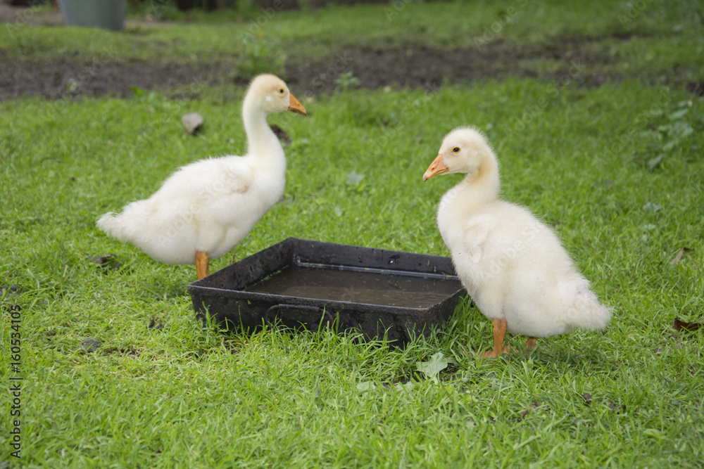 In the summer in the yard two little goslings drink water from the trough. In the summer in the yard two little goslings drink water from the trough.