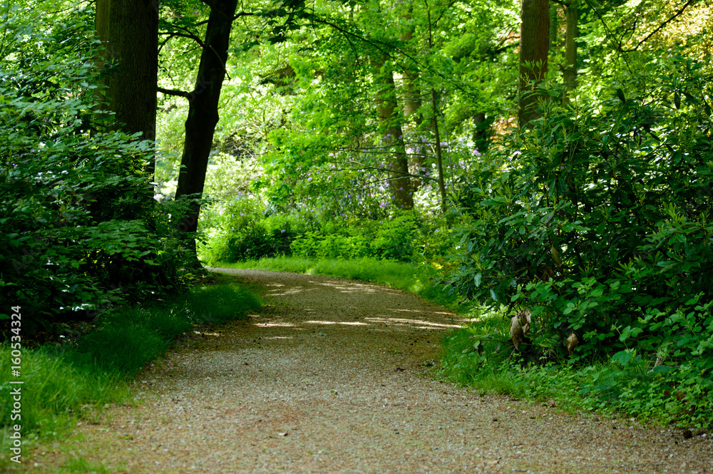 Fototapeta premium Park gravel road or path runing through green forest trees and plants