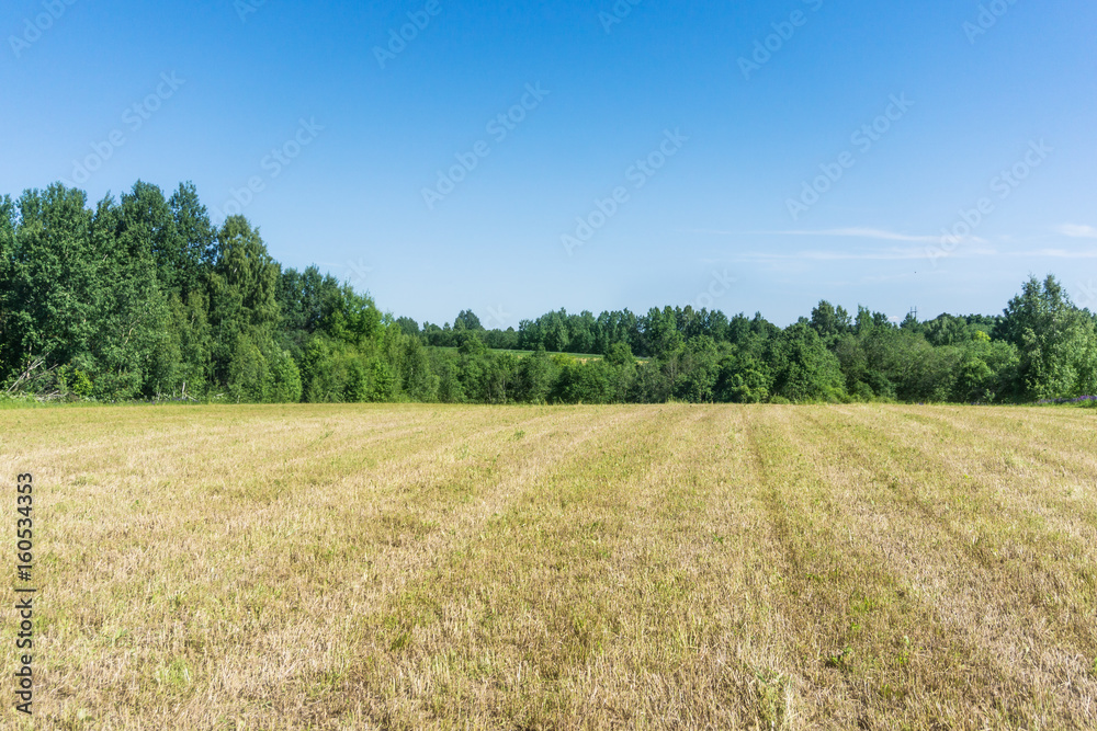 A field of mown grass against a blue sky and a forest in good weather