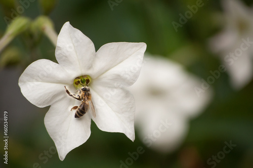 Bee working on a white flower