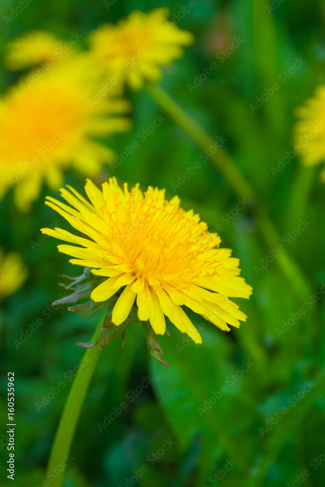 Close up of blooming yellow dandelion flowers Close up of blooming yellow dandelion flowers