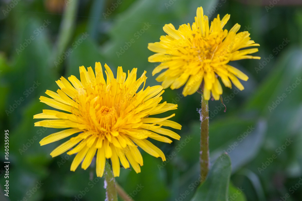 Close up of blooming yellow dandelion flowers Close up of blooming yellow dandelion flowers