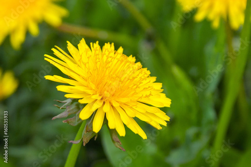 Close up of blooming yellow dandelion flowers