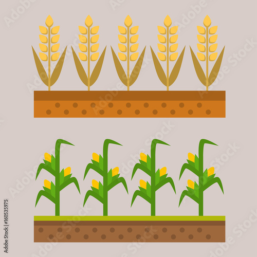 Vector farm harvesting field agriculture horticulture healthy natural land ve...