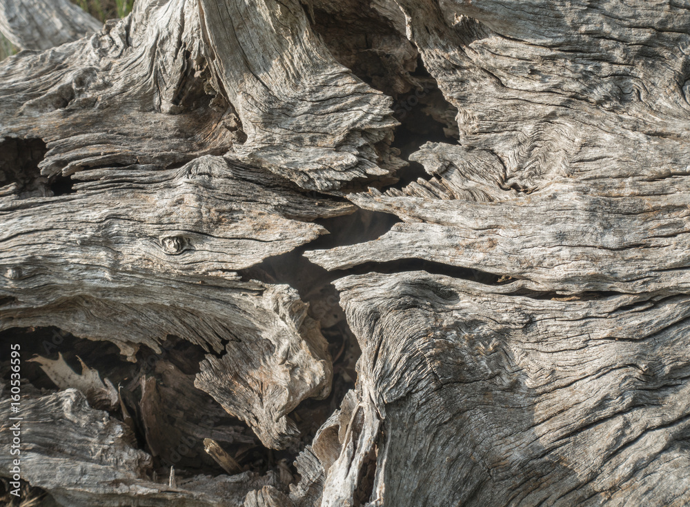 Fototapeta premium Zig Zag Crack in an Old Dead Tree