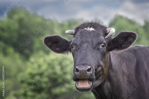 Black cow on a green summer meadow.