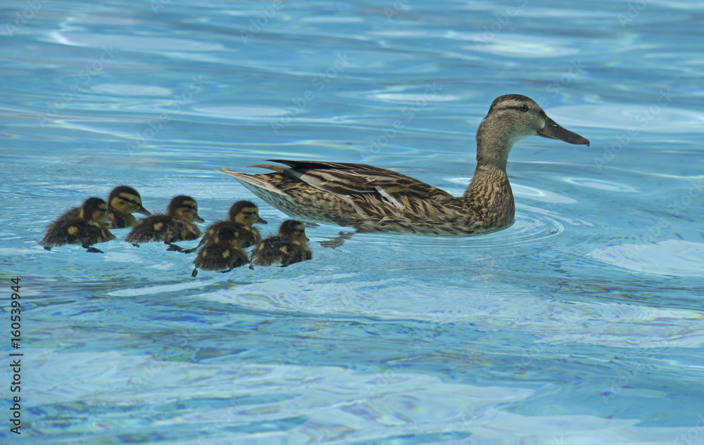 Fototapeta premium Mallard with ducklings