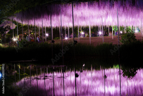 Light up of wisteria trees No.2