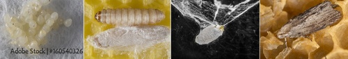 Galleria mellonella; wax moth - bee parasite - development photo