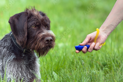 hand of woman training young dog with clicker photo