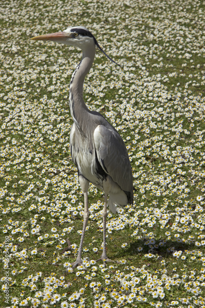 Fototapeta premium Grey Heron and Daisies