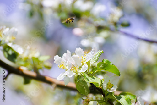 Flower and a bee with a shallow depth of field © phantom1311