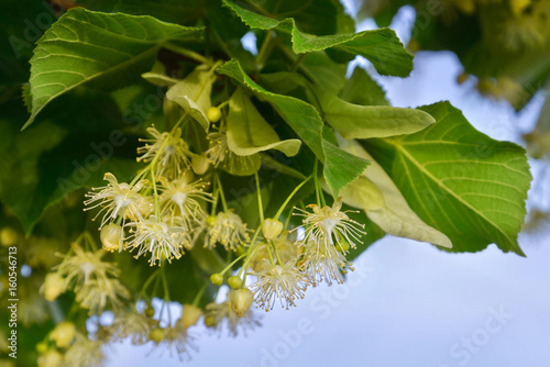 Branch of blooming linden tree (Tilia cordata).  The flowers made into tea are used as traditional herbal remedy.
