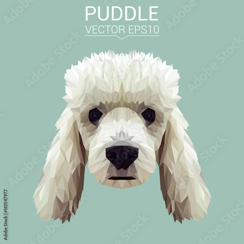 Poodle dog animal low poly design. Triangle vector illustration.