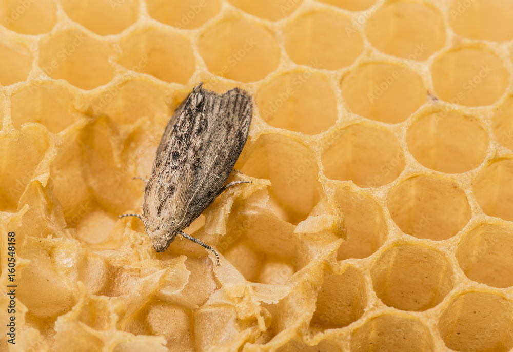Naklejka premium Galleria mellonella; ćma woskowa - pasożyt pszczół