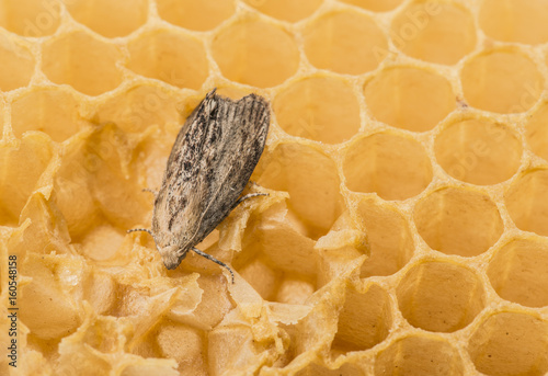 Galleria mellonella; wax moth - bee parasite