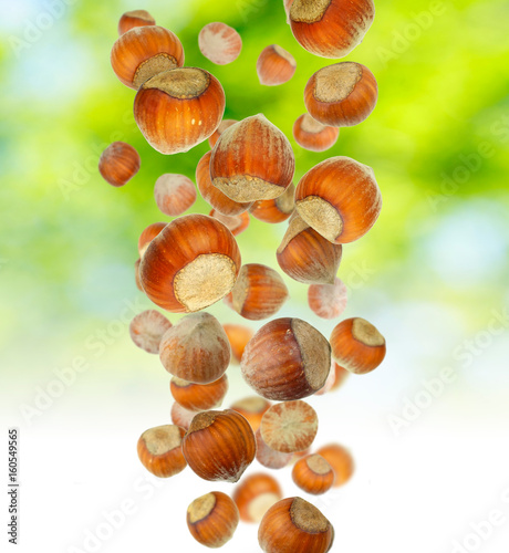 Many hazelnuts fall from the tree on a green natural background. Beautiful large hazelnuts close-up macro.