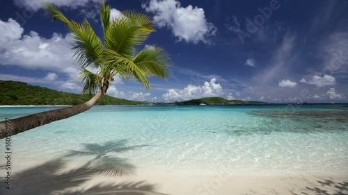 palm tree on tropical beach in Caribbean, Oppenheimer Beach, St John